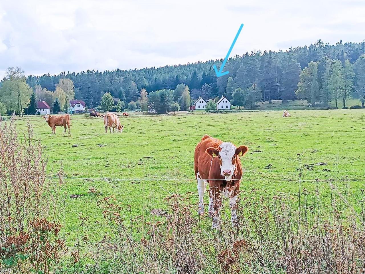 Klidna Lokalita Na Kraji Lesa, Cely Dum S Uschovnu Kol Villa Nová Bystřice Kültér fotó