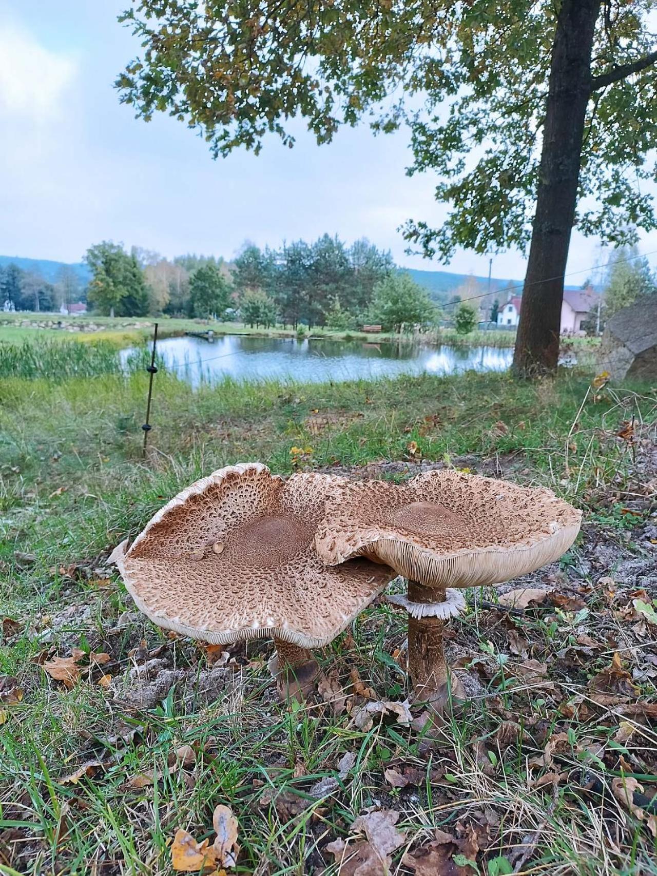 Klidna Lokalita Na Kraji Lesa, Cely Dum S Uschovnu Kol Villa Nová Bystřice Kültér fotó
